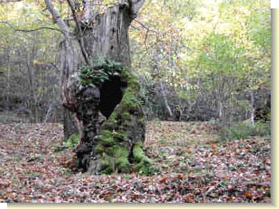 Un viejo tronco
