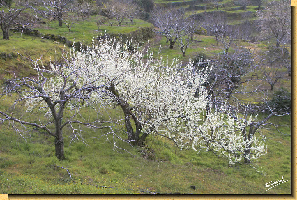 Cerezos en flor en el valle del Jerte.
