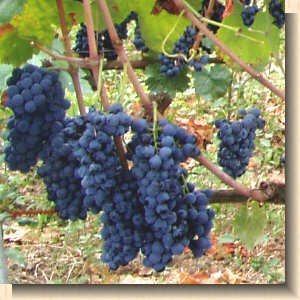 Bunches of grapes hanging on the vine